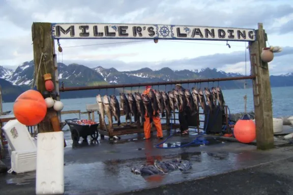 Rockfish hanging on the line at our fish cleaning station