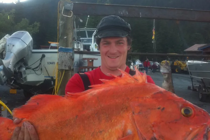 Great Big Yellow Eye - Rock Fish caught near Seward, AK