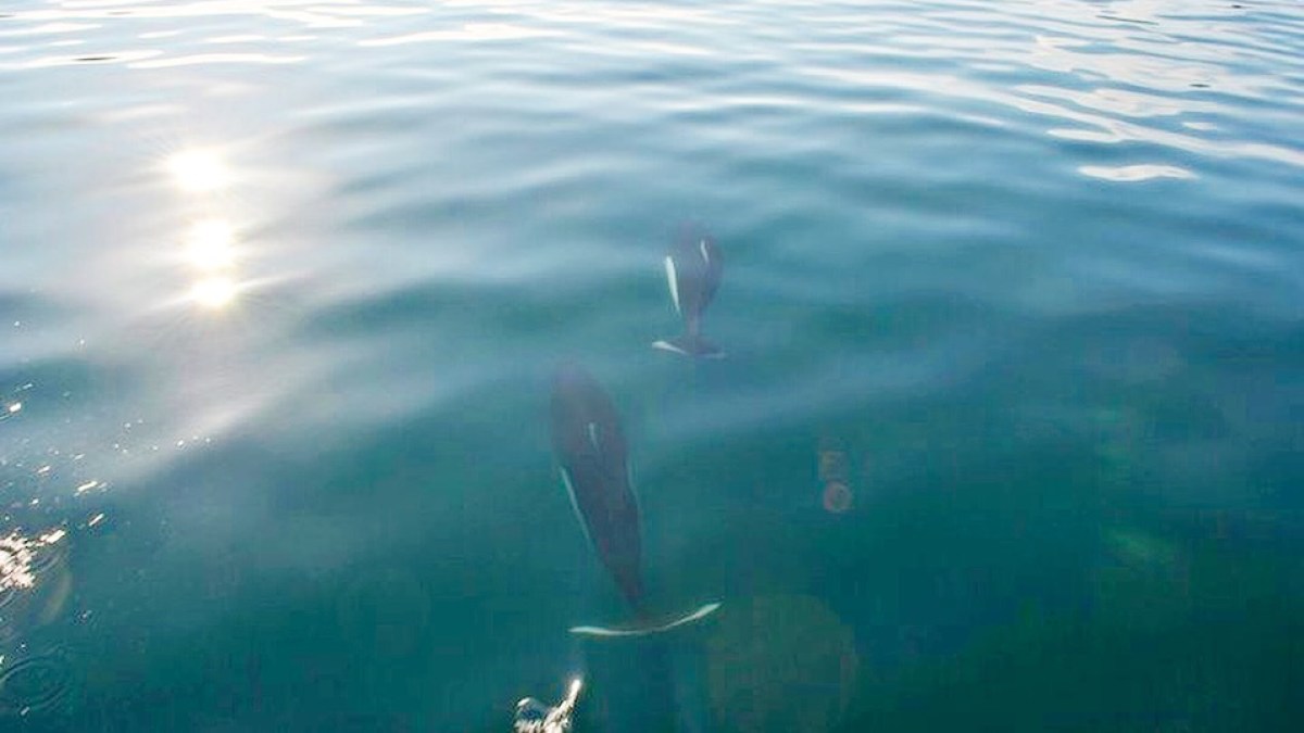 Dalls Porpoise Bow Ride in Seward Alaska at Miller's Landing