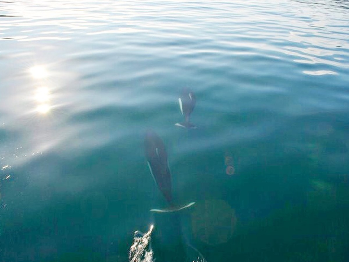 Dalls Porpoise Bow Ride in Seward Alaska at Miller's Landing