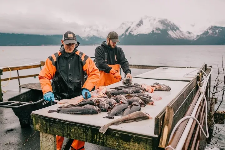 Catch from a Fishing Charter in Seward, Alaska