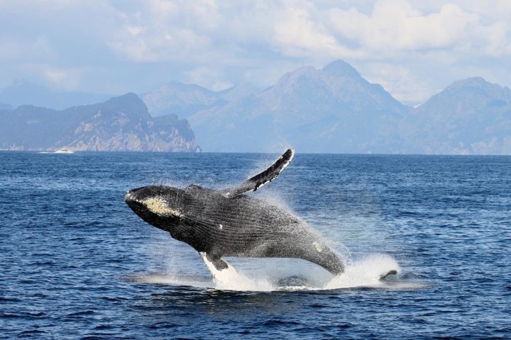 A Humpback whale breaching in Resurrection Bay, Seward, AK