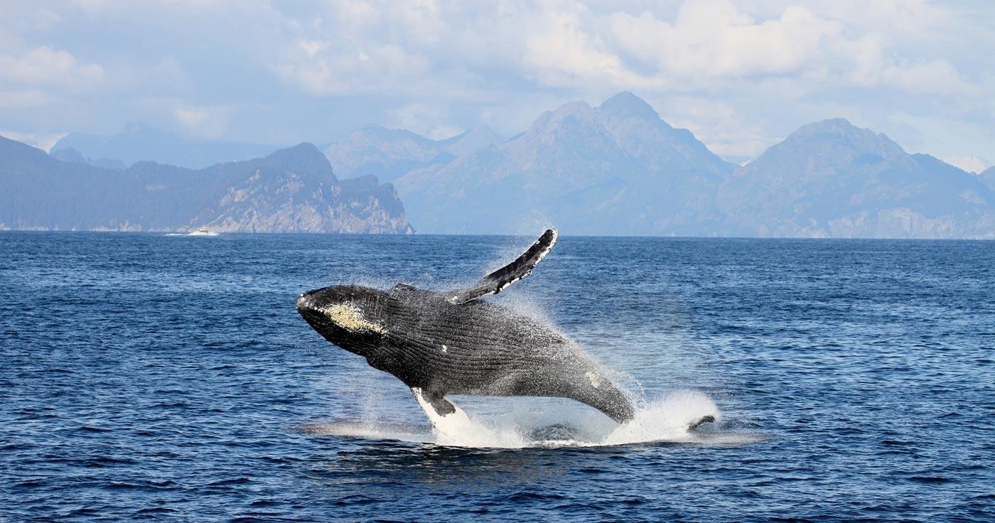 A Humpback whale breaching in Resurrection Bay, Seward, AK
