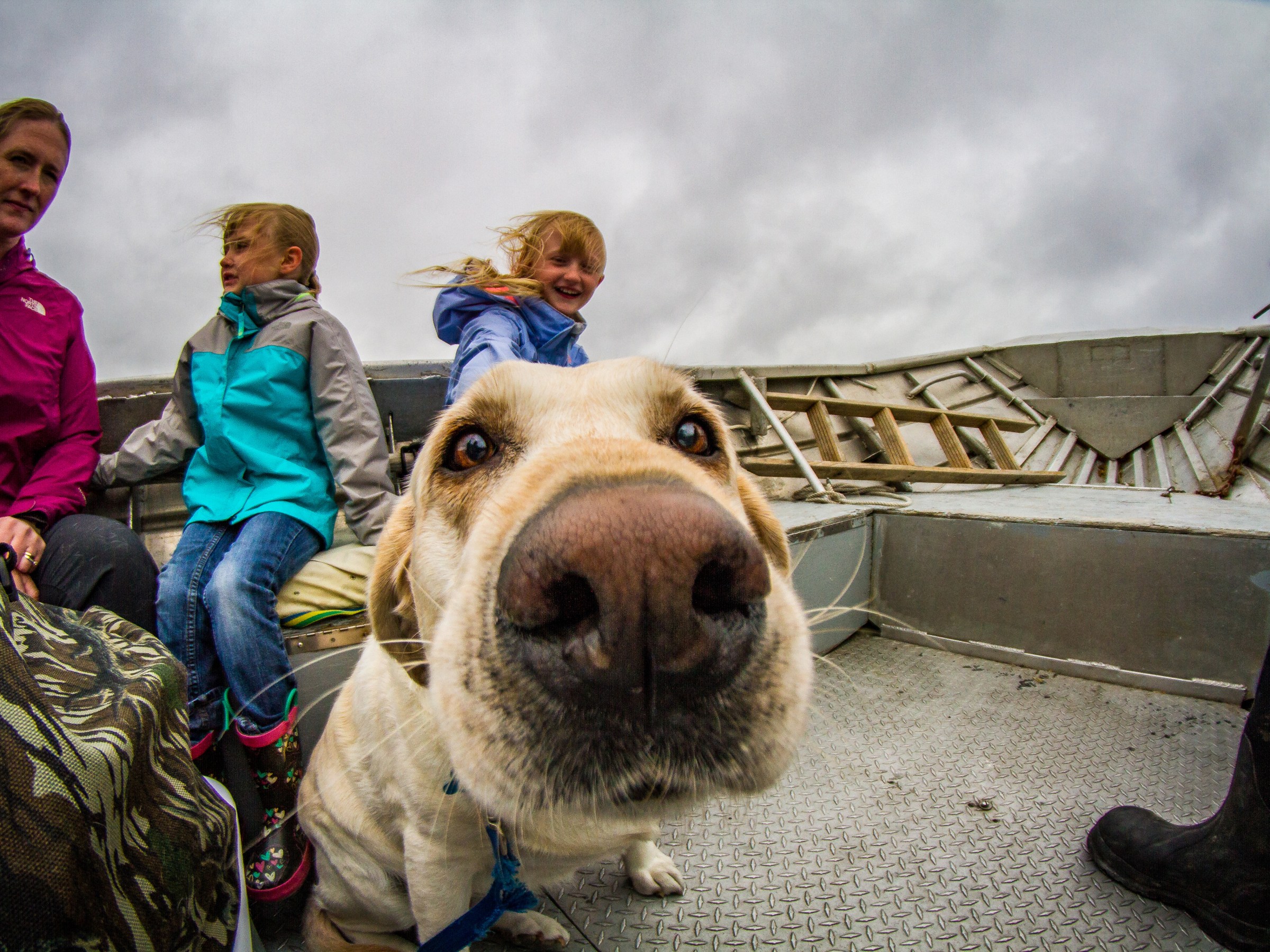 Dog sniffing the camera on the Water Taxi (the Salty) from Seward, AK