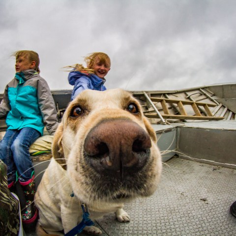 Dog sniffing the camera on the Water Taxi (the Salty) from Seward, AK