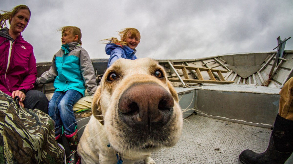 Dog sniffing the camera on the Water Taxi (the Salty) from Seward, AK