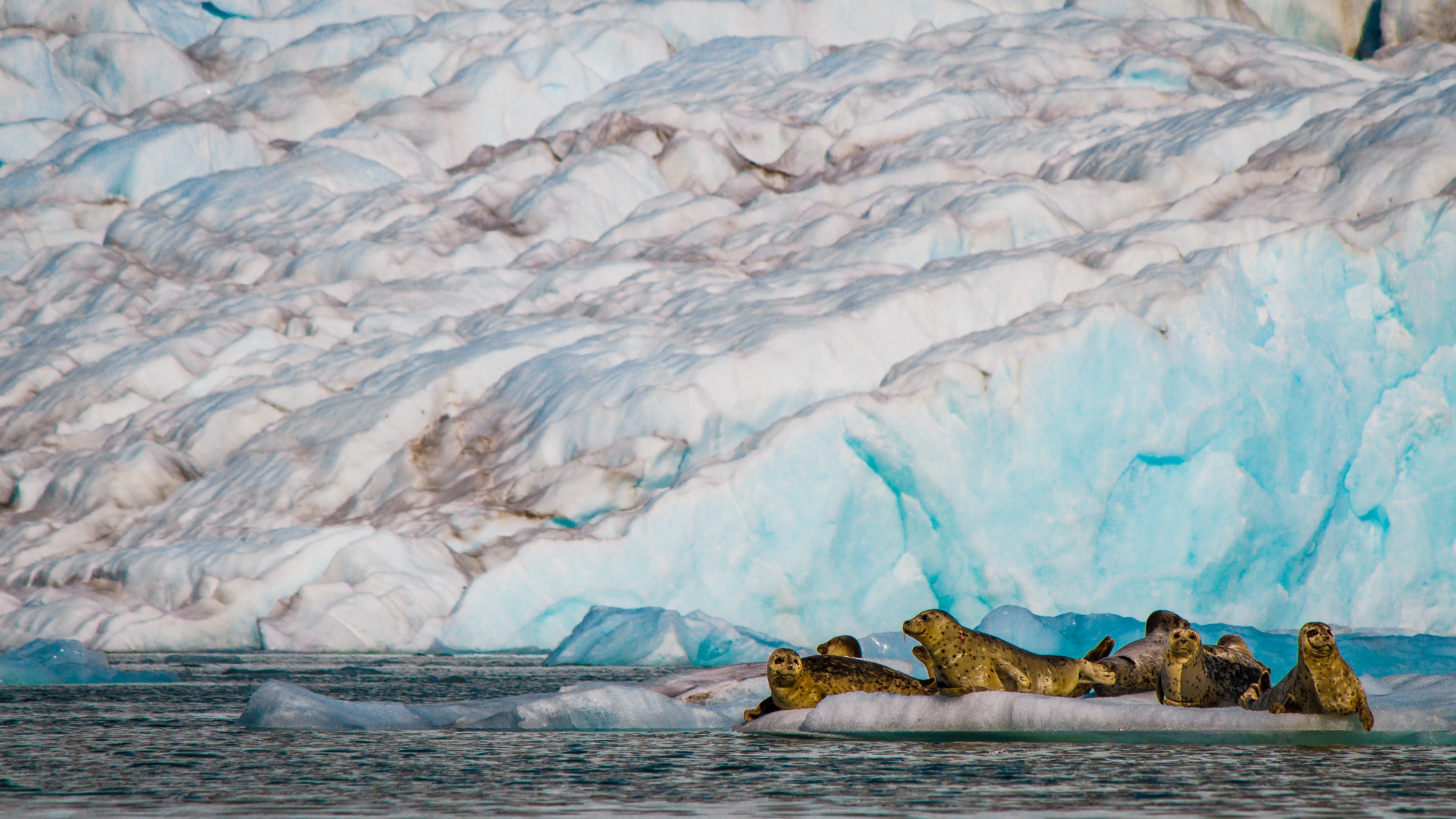 Harbor Seals near Aialik Glacier in Kenai Fjords National Park -- Kayaking and Sightseeing