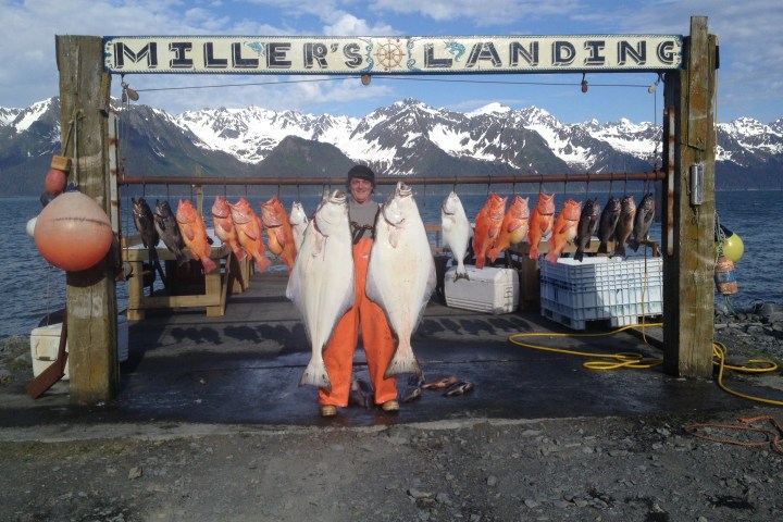 Capt. Chance Miller showing off his catch of Halibut and Rockfish at Miller's Landing outside of Seward, AK