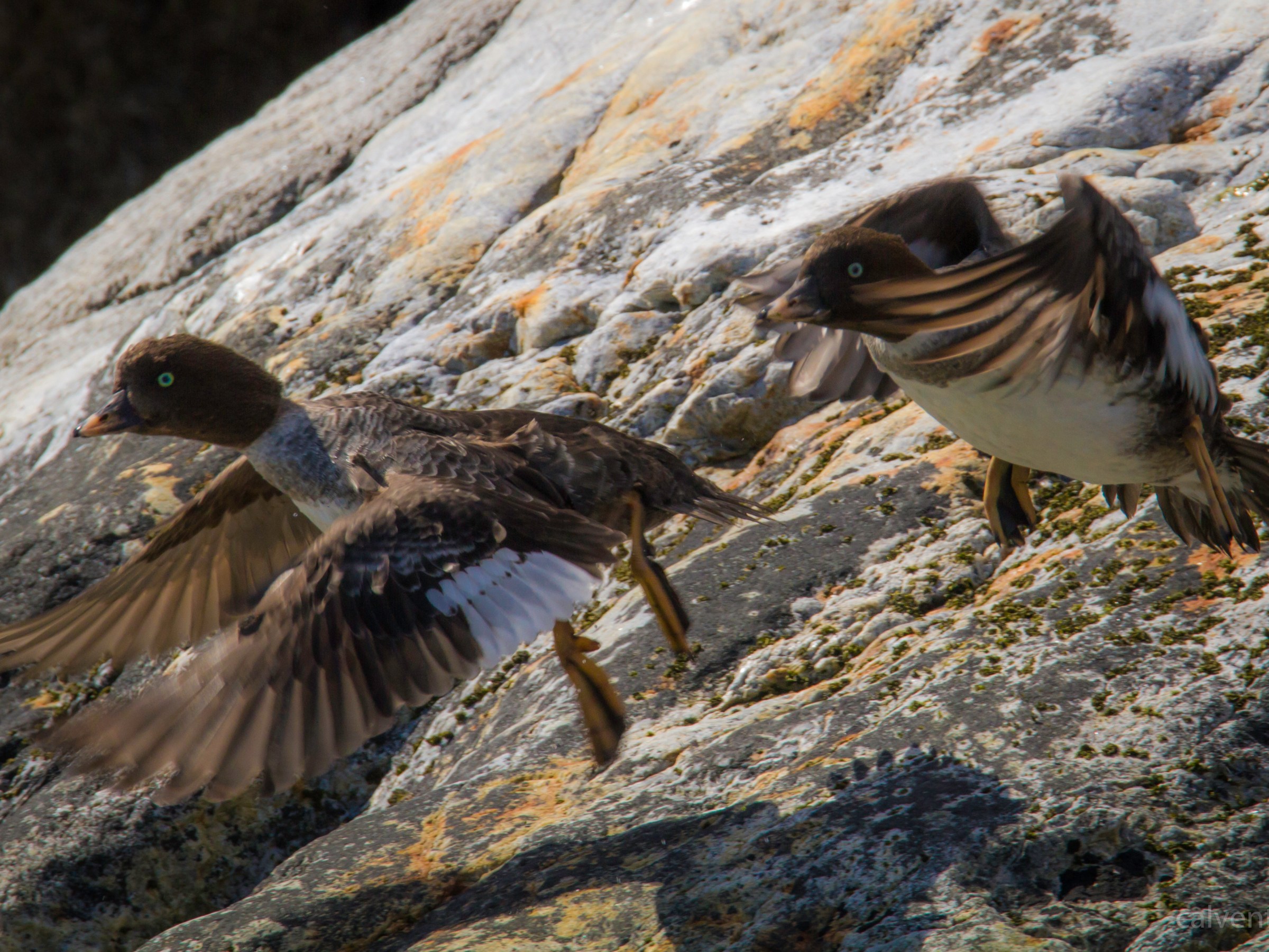Ducks flying off the rocks near Seward, AK