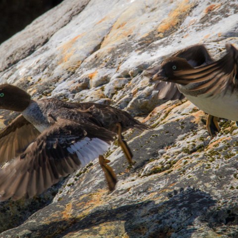 Ducks flying off the rocks near Seward, AK