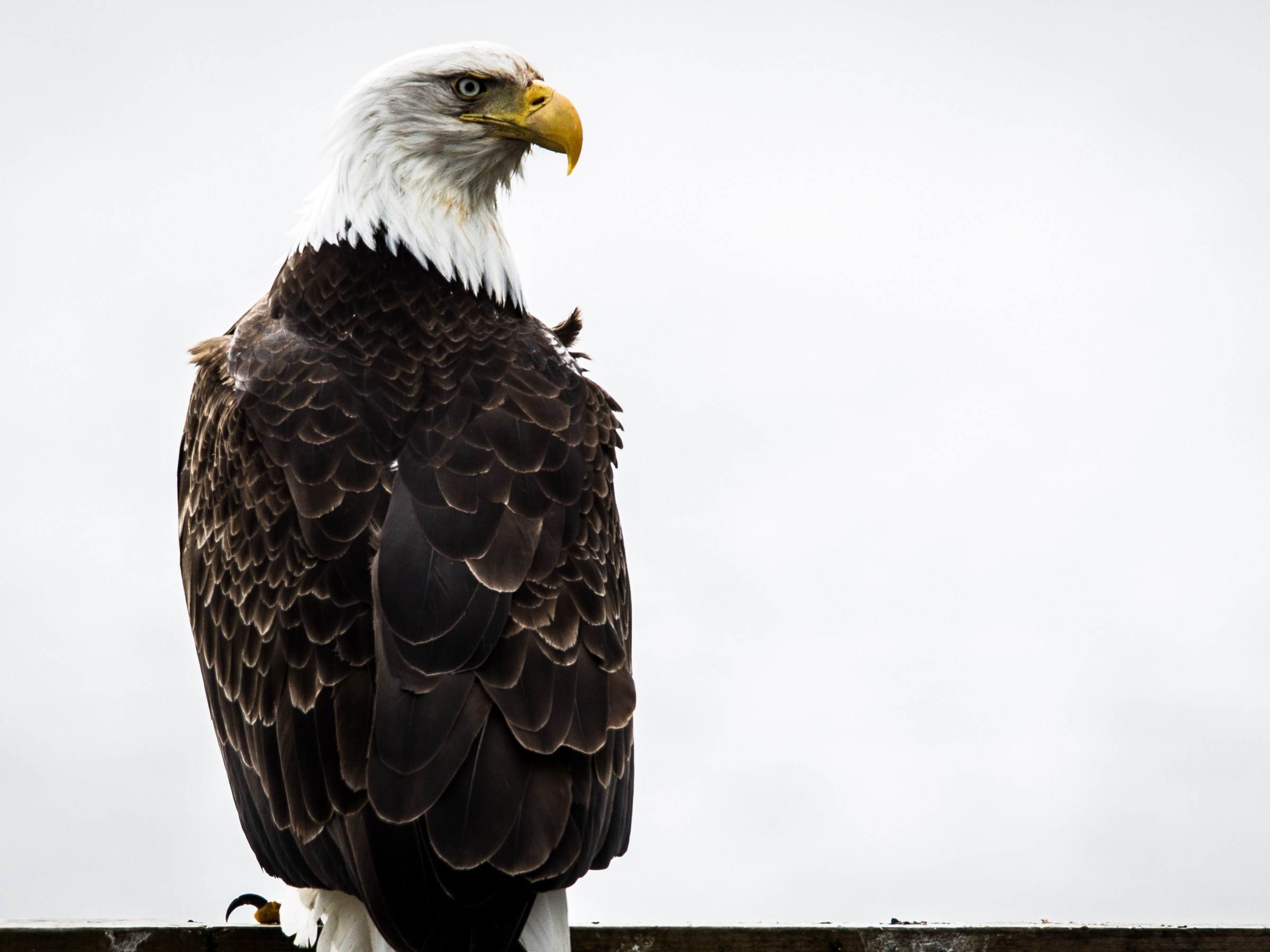 A Bald Eagle perched near Seward, AK