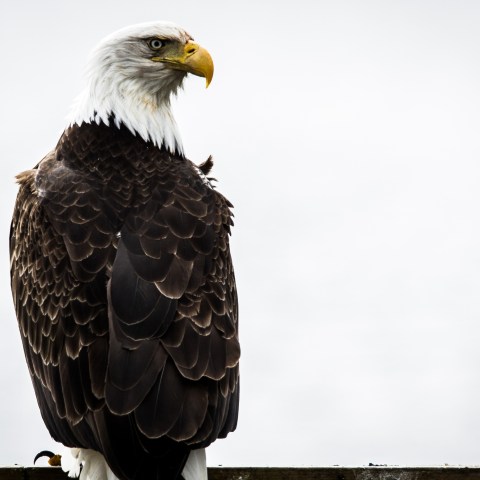 A Bald Eagle perched near Seward, AK