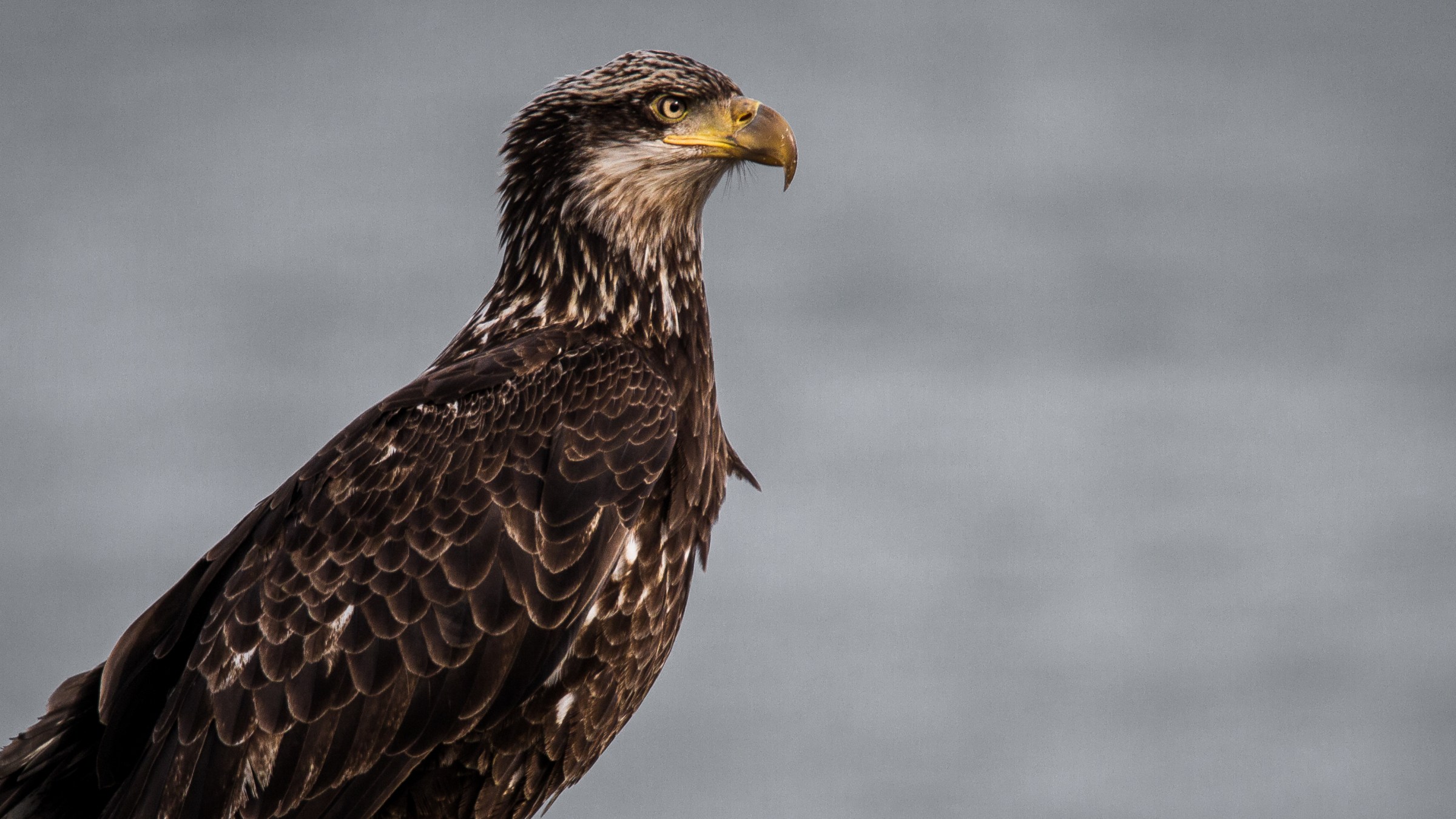 Eagle keeping a watchful eye over Resurrection Bay, Seward, AK