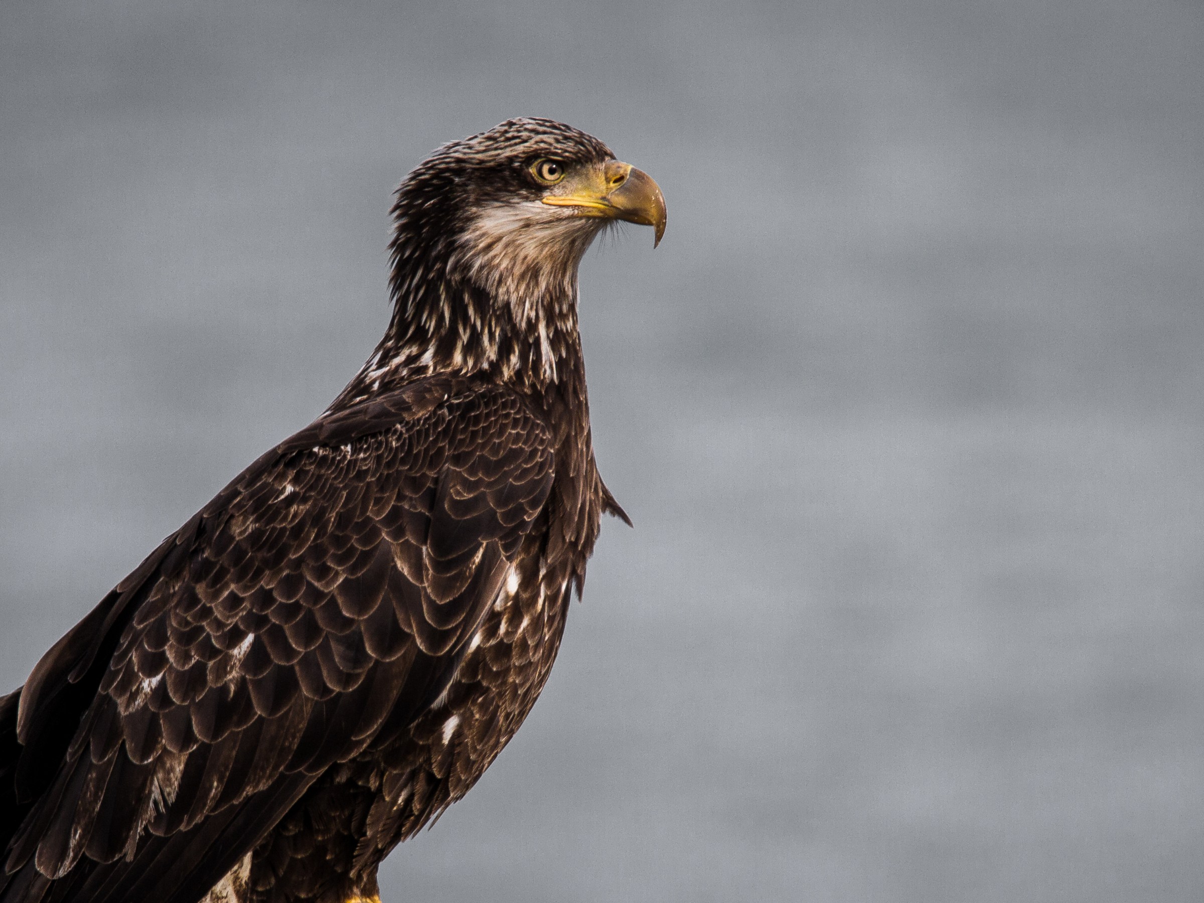 Eagle keeping a watchful eye over Resurrection Bay, Seward, AK