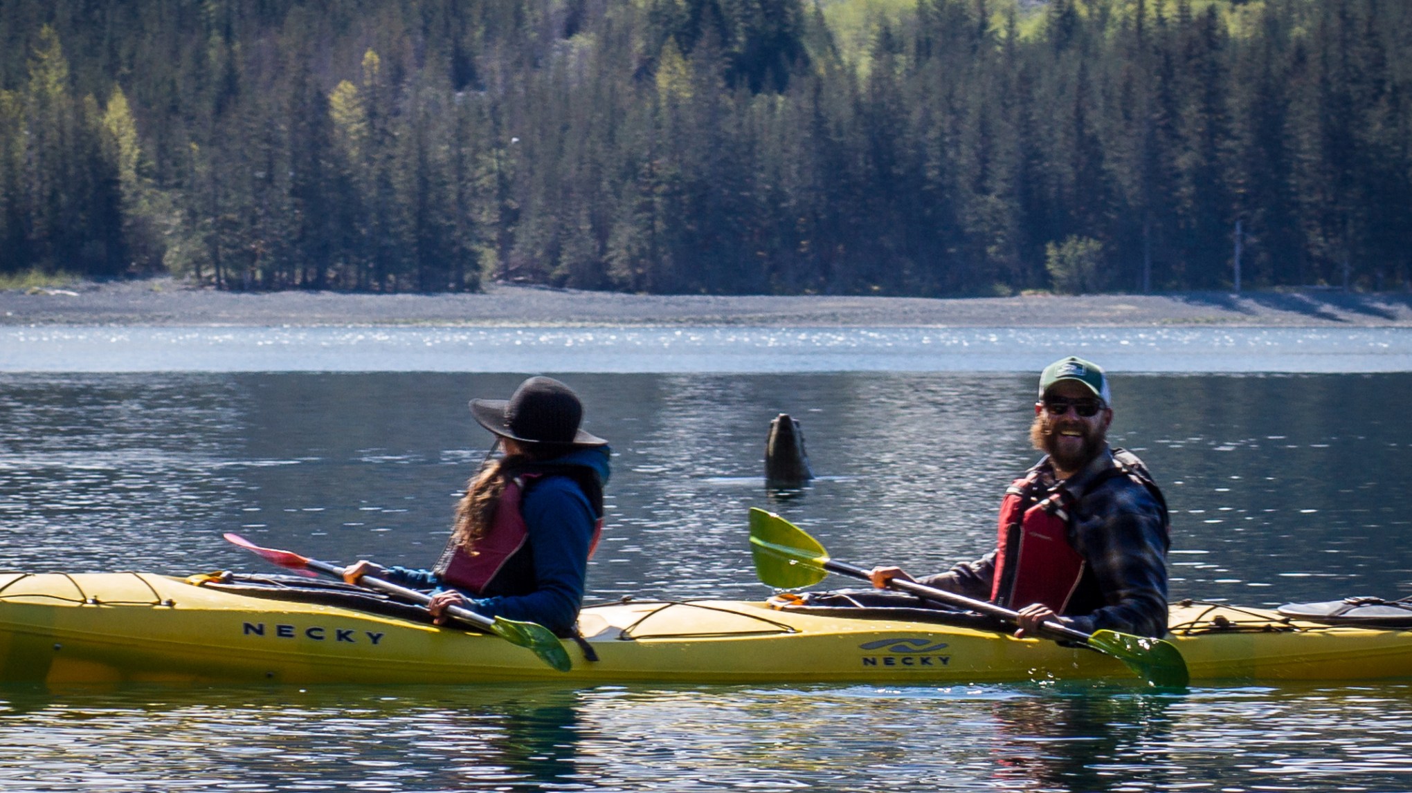 Kayaking with sea lions in Resurrection Bay, Seward, AK