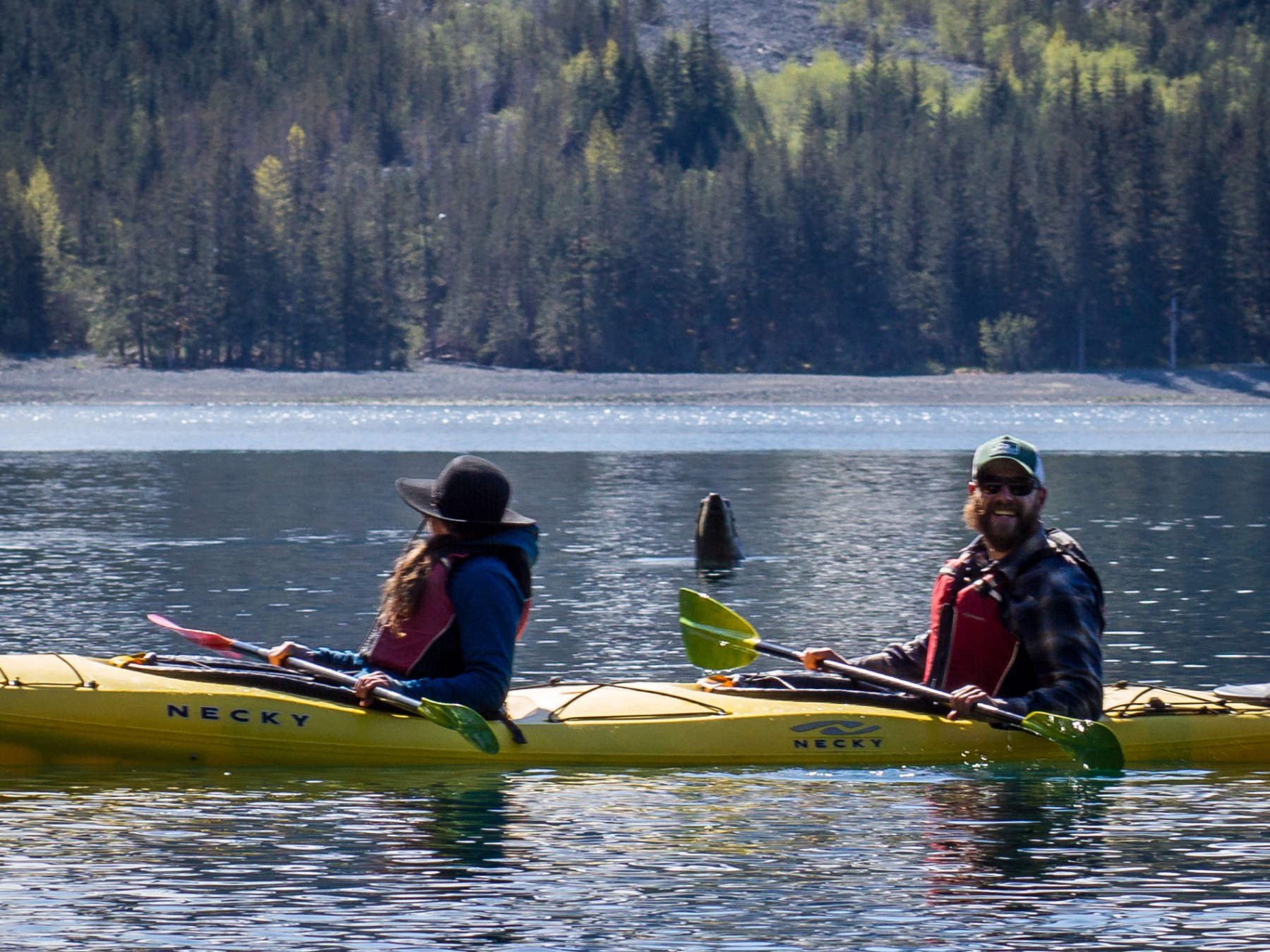 Kayaking with sea lions in Resurrection Bay, Seward, AK
