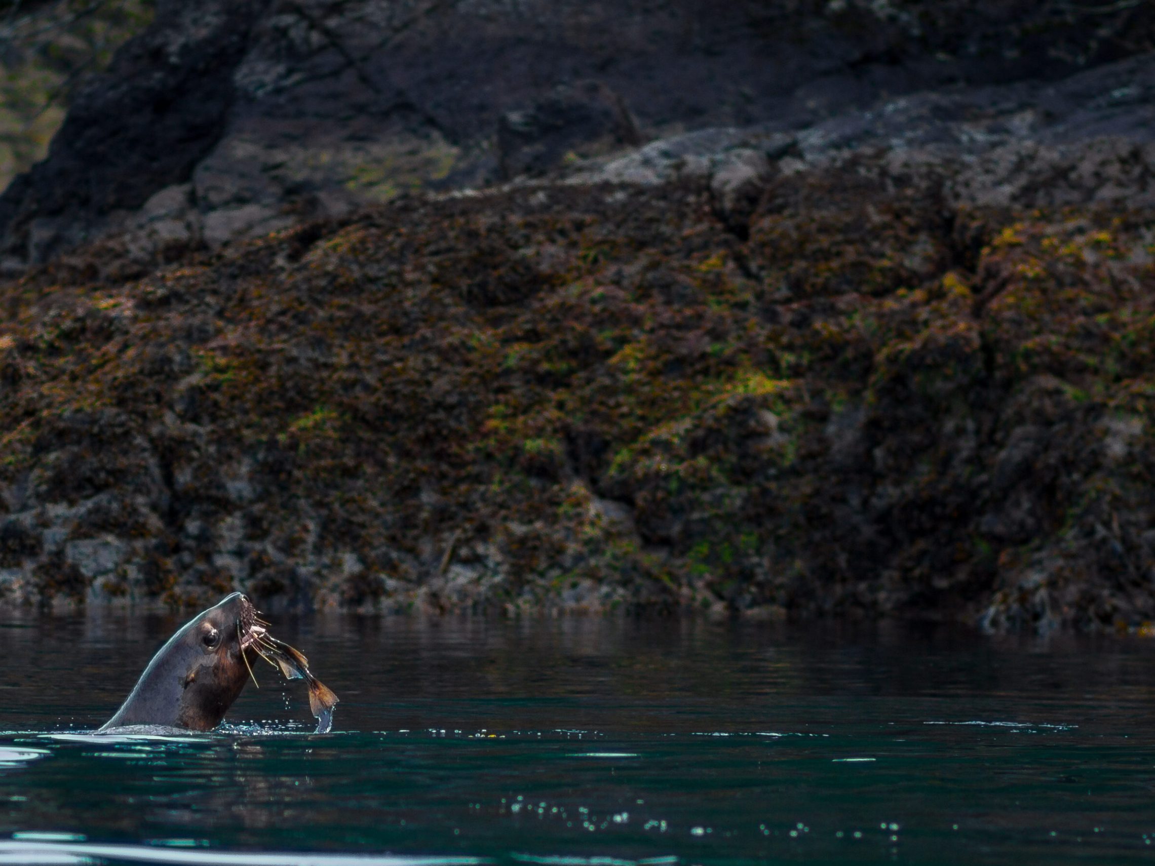 Sea Lion catching a fish in Resurrection Bay, Seward, AK
