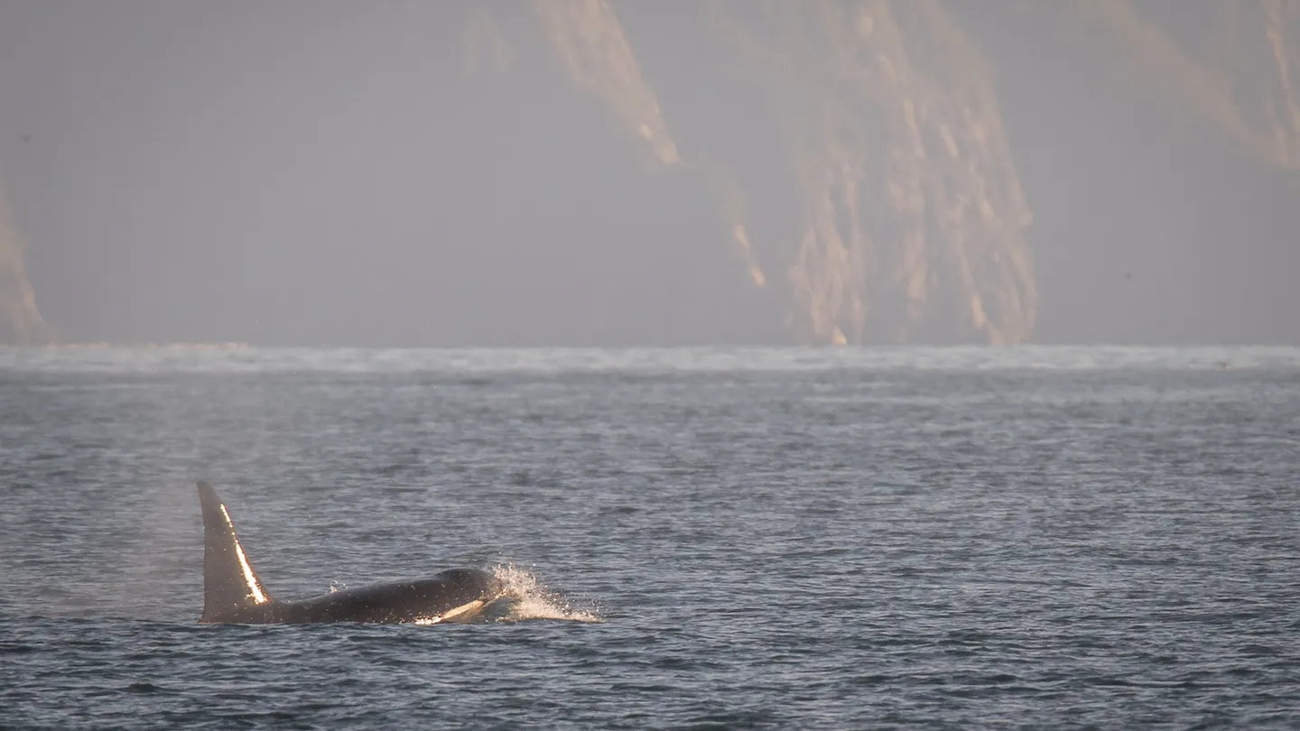 An Orca in Resurrection Bay, Seward, AK