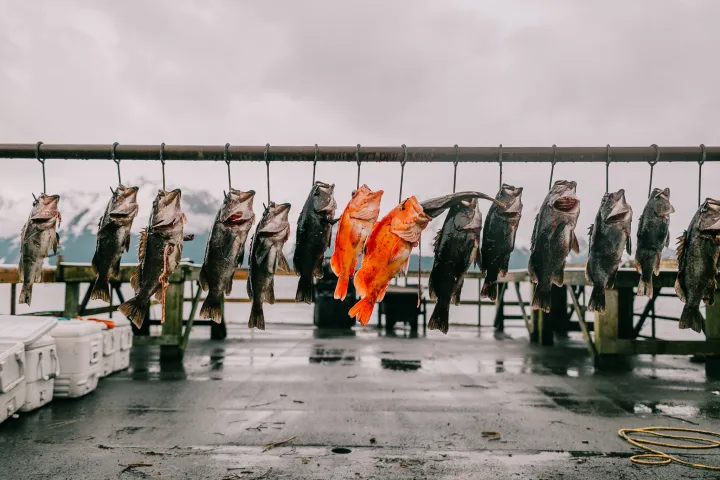 View More: http://bethanybartonphoto.pass.us/millers-landing-2017 The catch of the day hung up on the line from one of our fishing charters!
