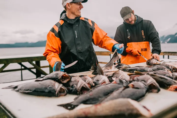 Filleting a day's catch of rockfish. View More: http://bethanybartonphoto.pass.us/millers-landing-2017