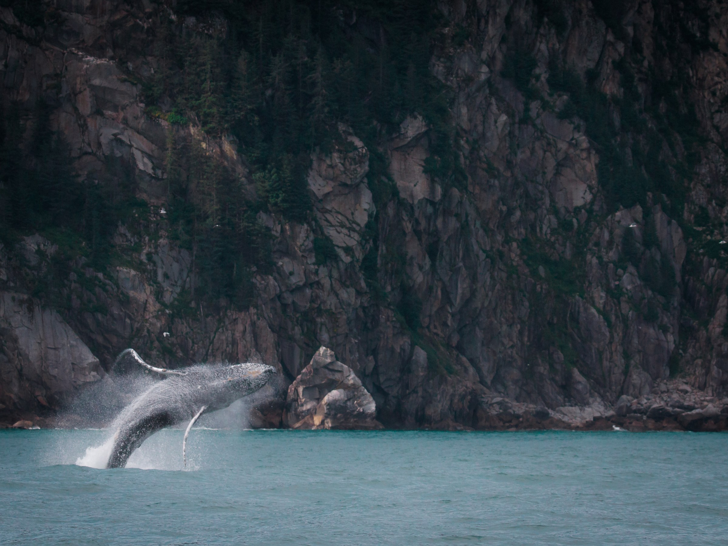 A Humpback Whale breaching near Seward, Alaska