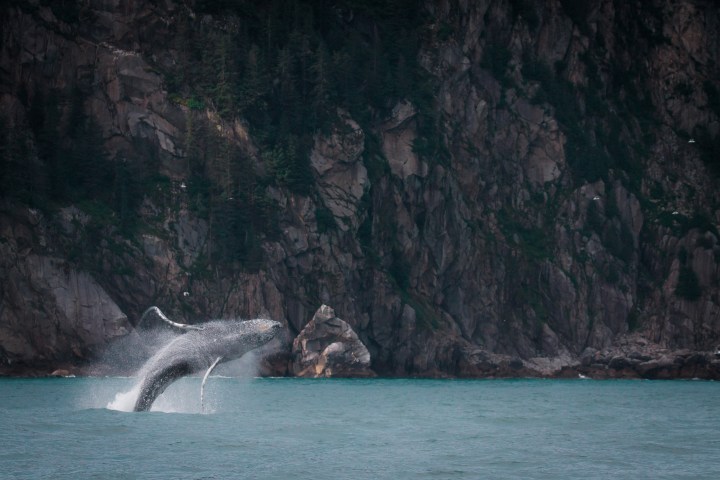 A Humpback Whale breaching near Seward, Alaska