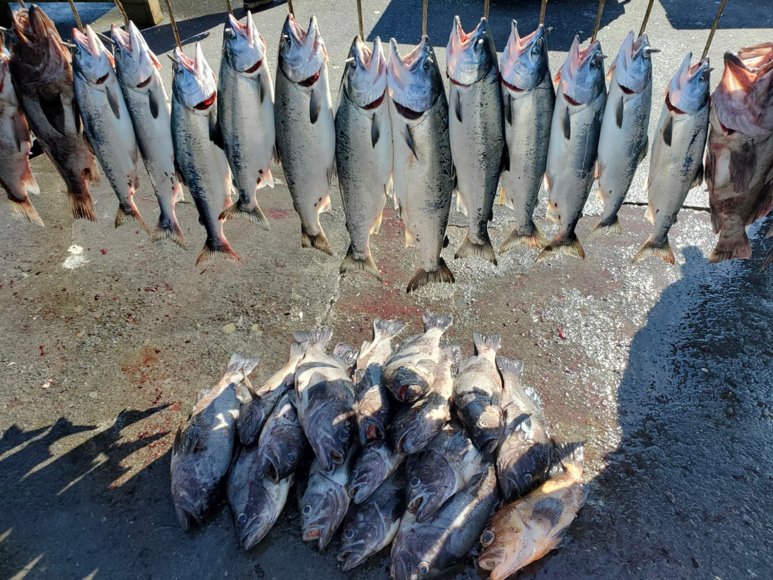 Fish hanging in a row above a pile of fish on wet pavement.