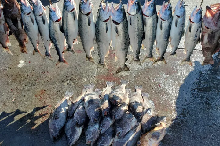 Fish hanging in a row above a pile of fish on wet pavement.