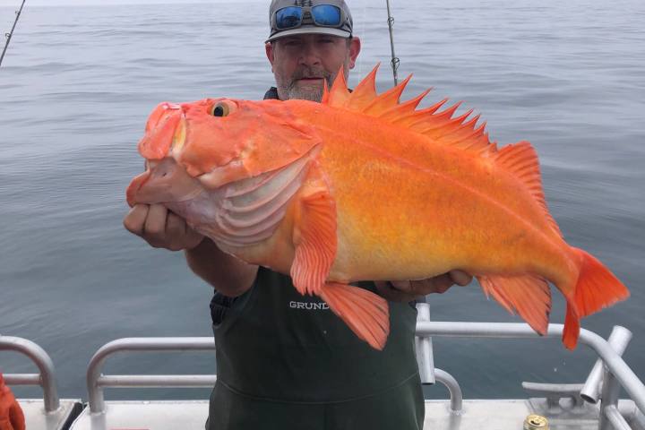 Man on boat holding large orange fish.