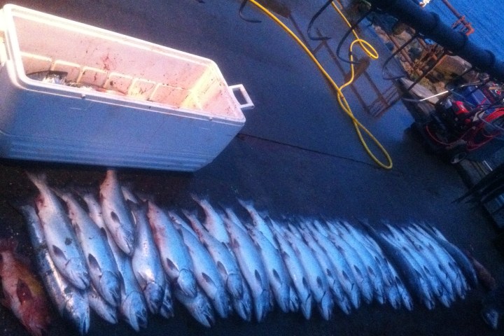 silver salmon in Seward alaska