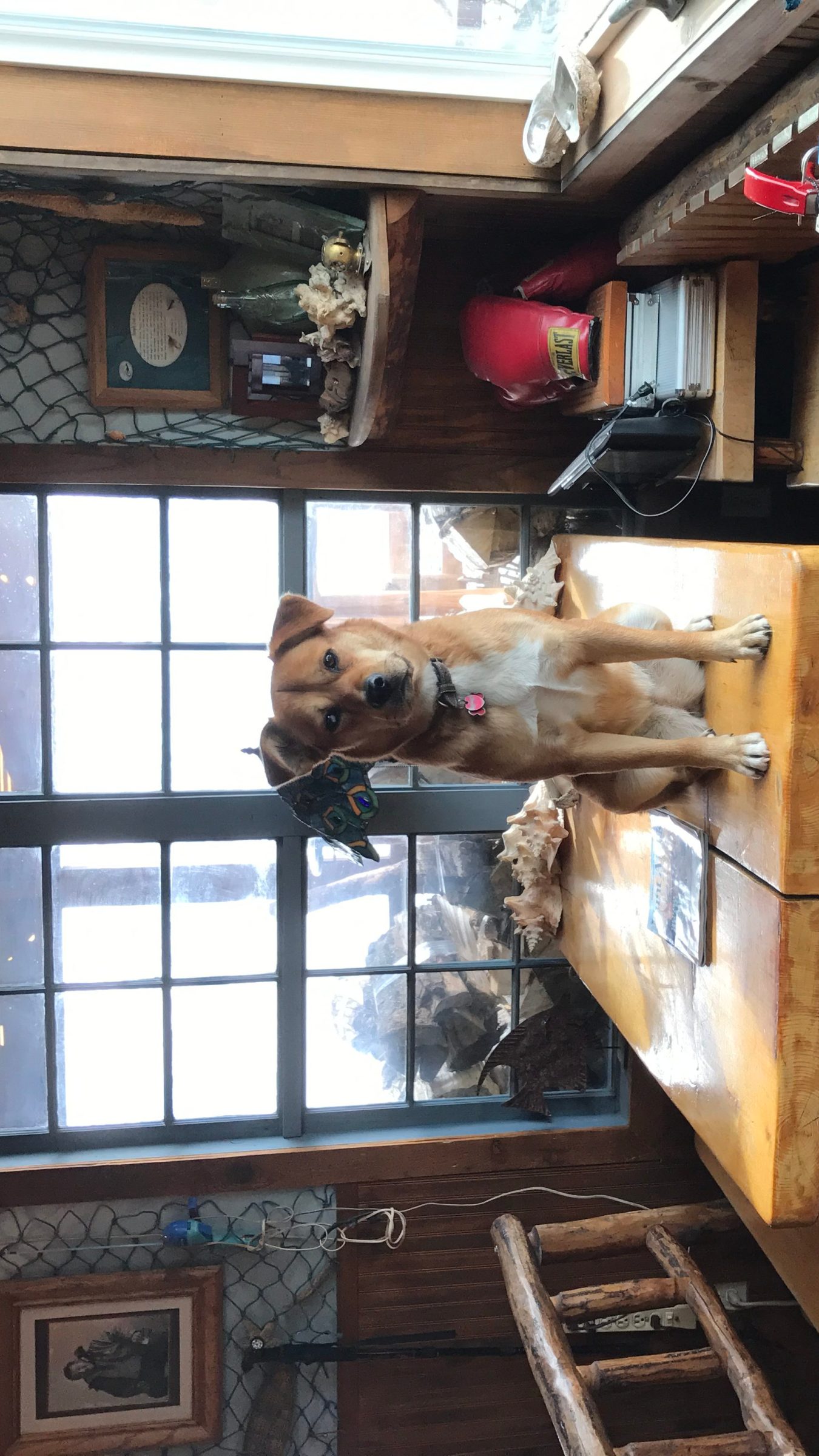 Mazu claiming her table in the Main Office at Miller's Landing, Seward, AK