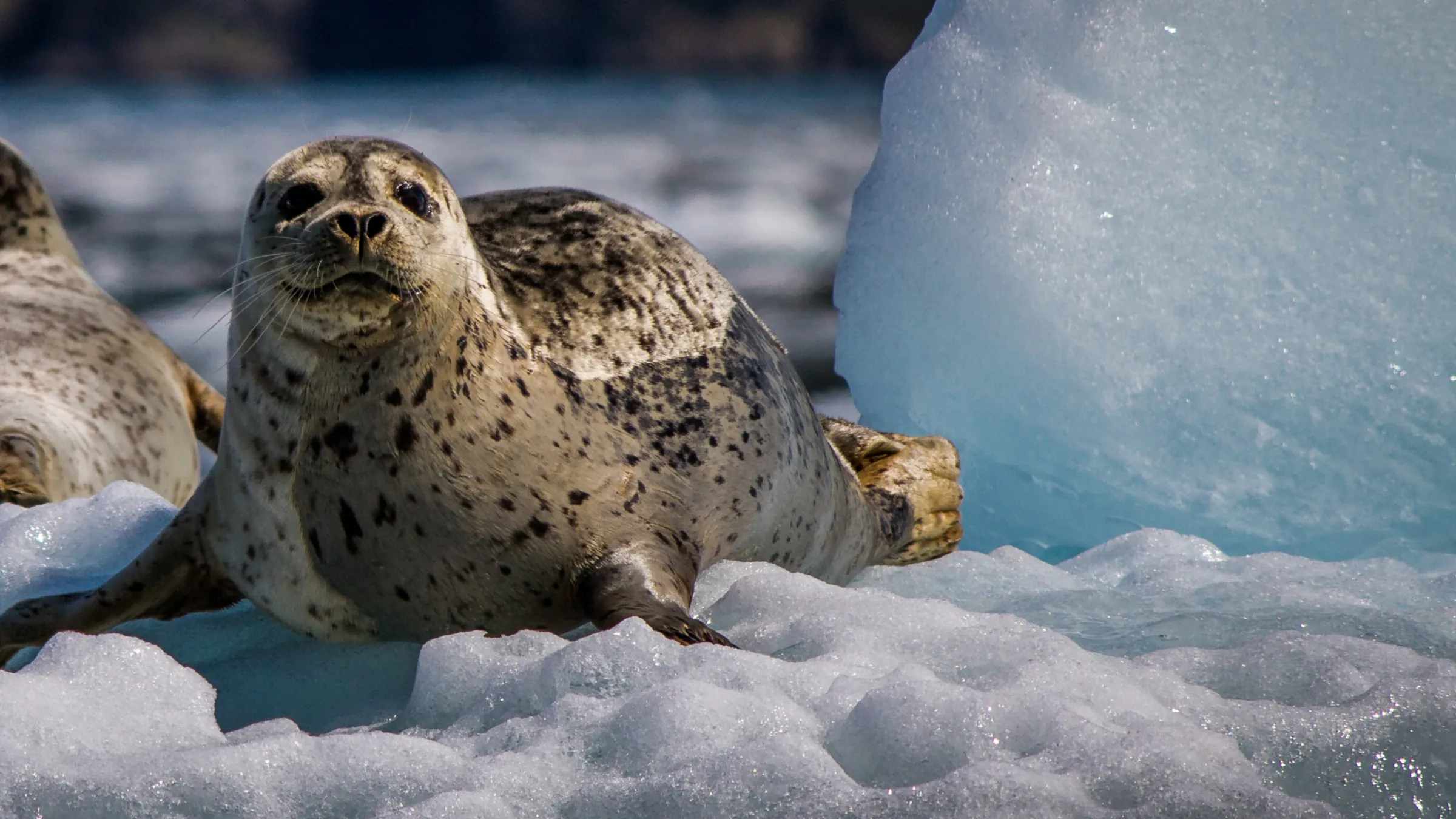 seal pup