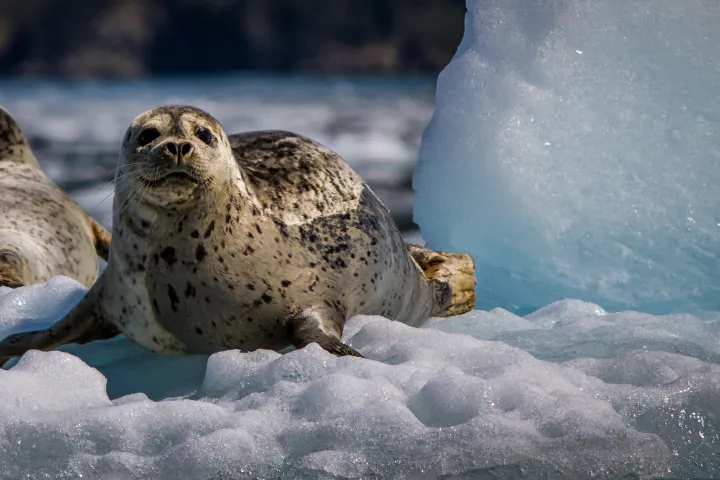 seal pup