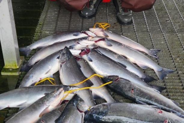 a man posing in front of the salmon catch of the day