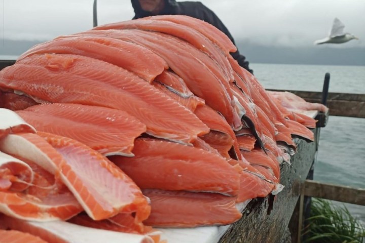 a close up of Bobby and Salmon fillets at the fish cleaning tables of Millers Landing