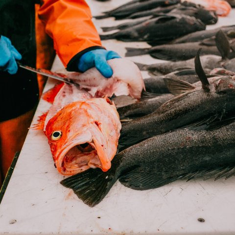 gutting a fish in Seward Alaska