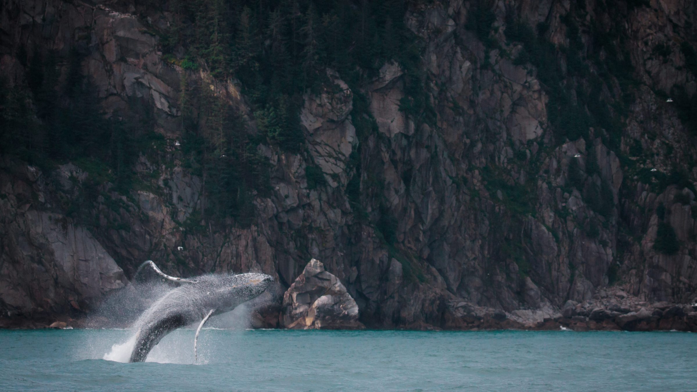 humpback breaching