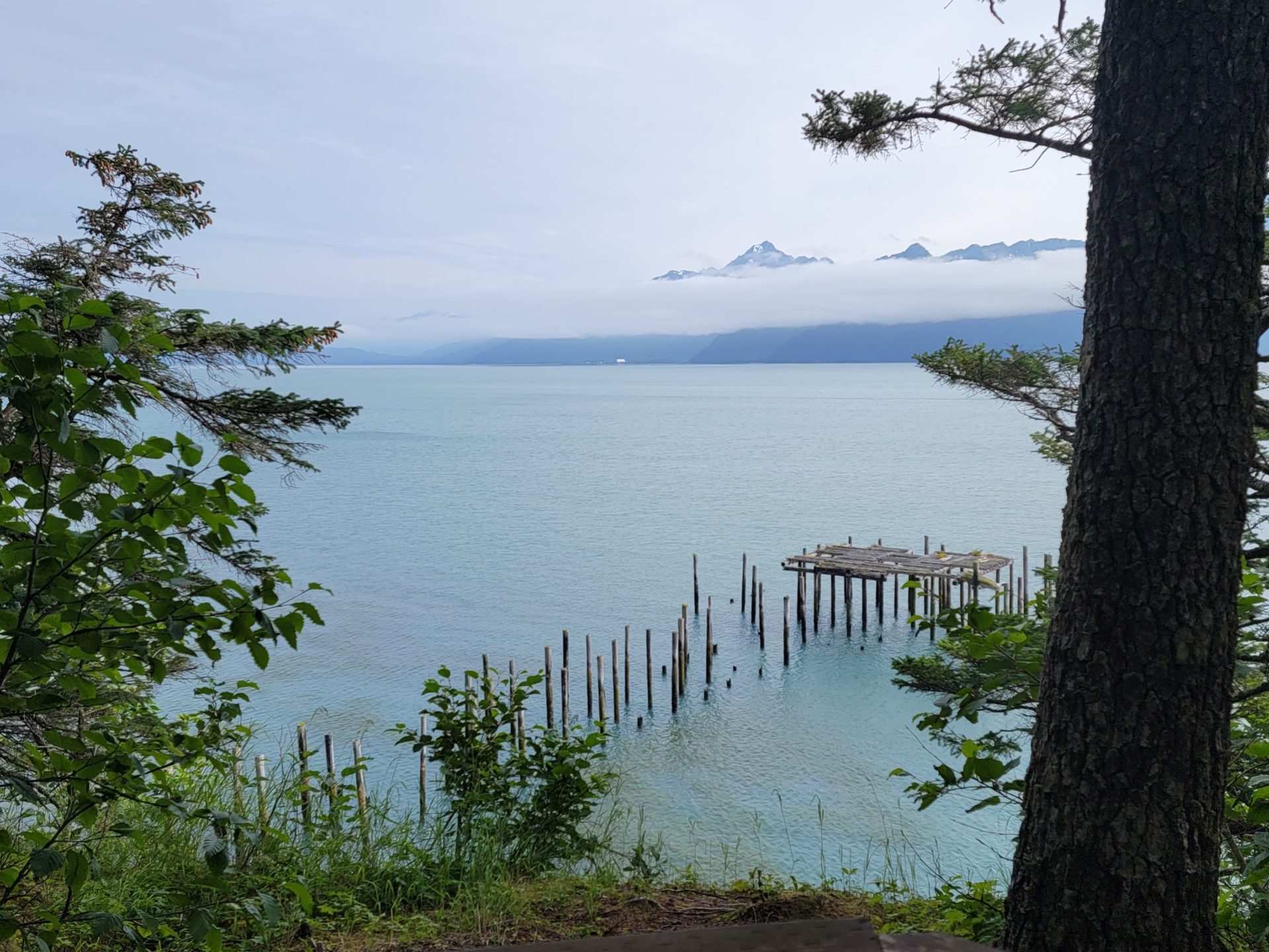 a tree next to a body of water