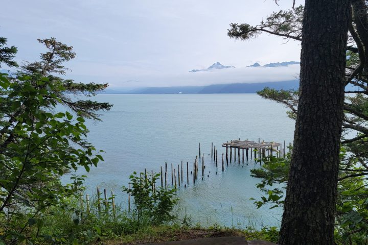 a tree next to a body of water