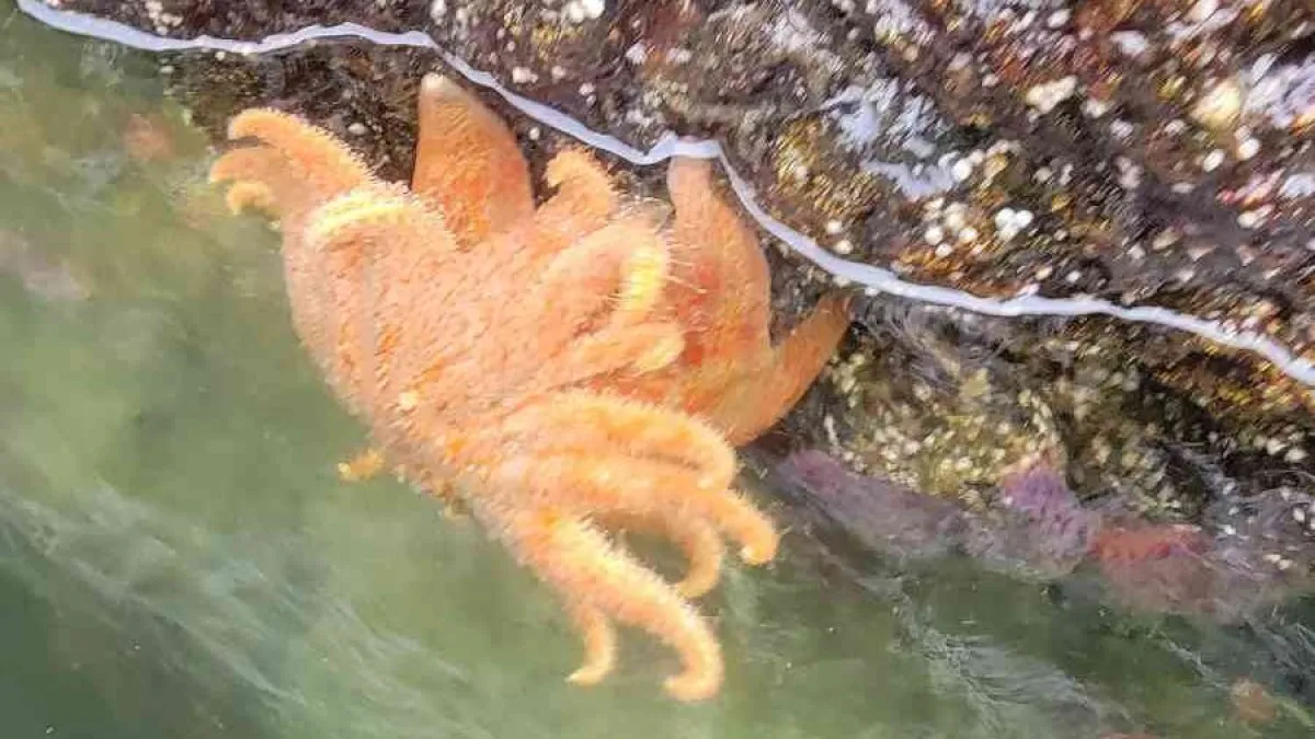 a person swimming in the water