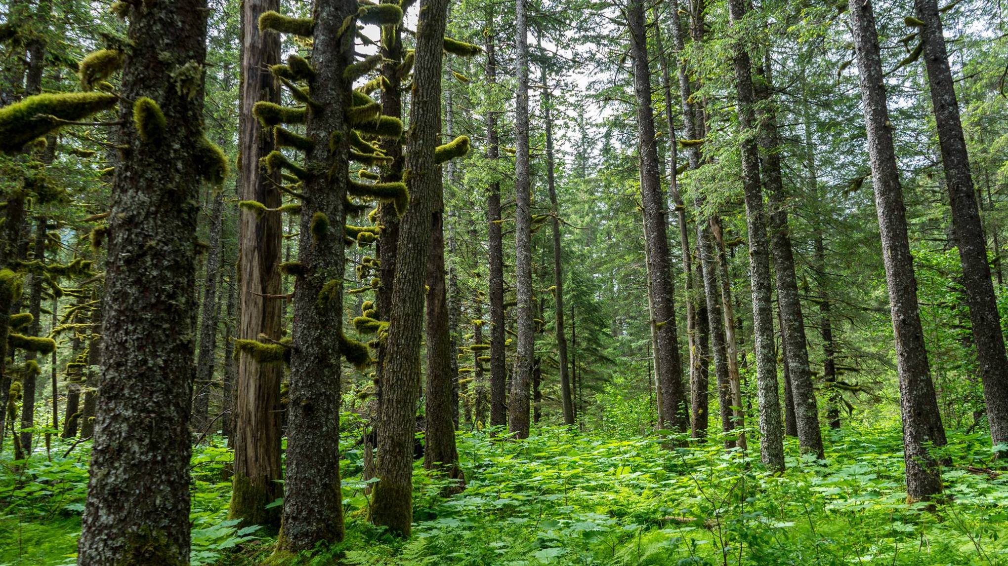 a tree in the middle of a forest