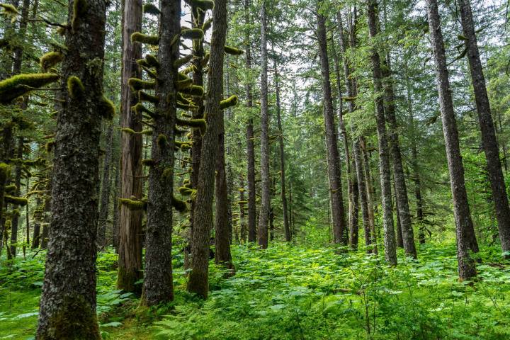 a tree in the middle of a forest