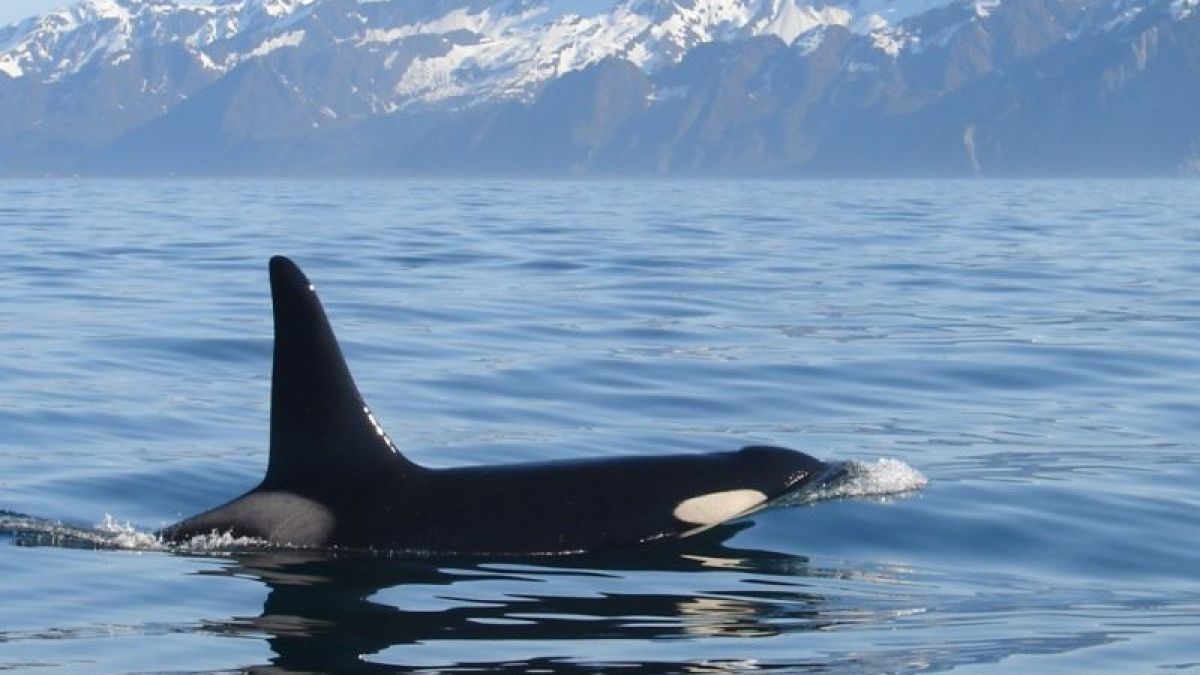 Orca off the Stern!