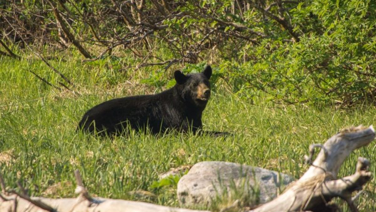 Landing in Northwestern Fjord!