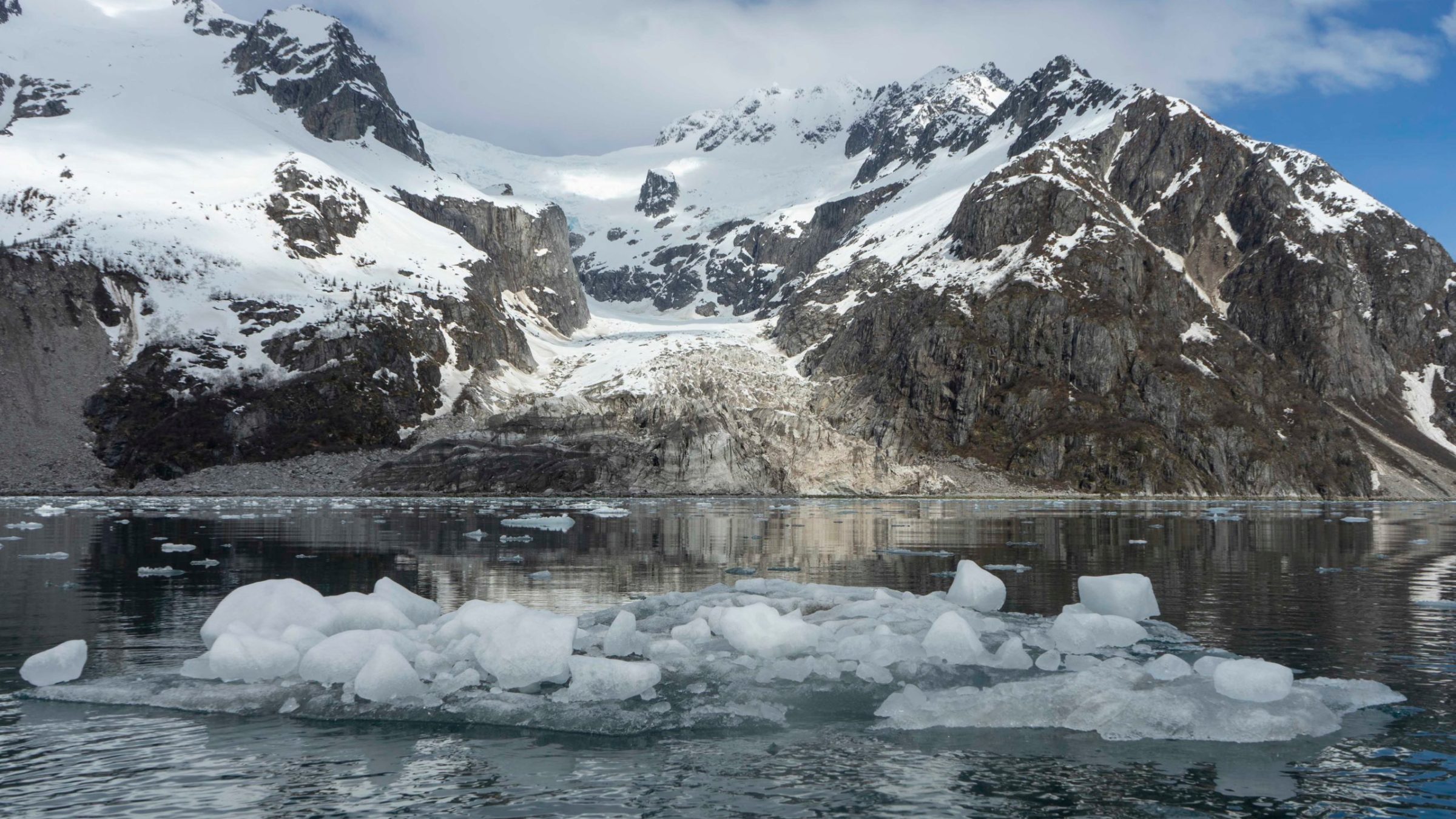 a flock of seagulls standing on a snow covered mountain