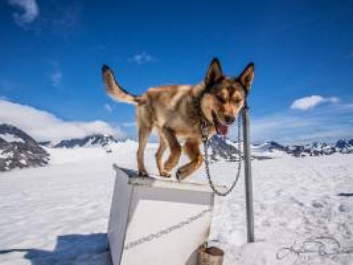 Glacier Dog Sledding - Seward Helicopters