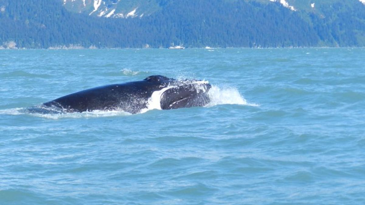 Humpback whale