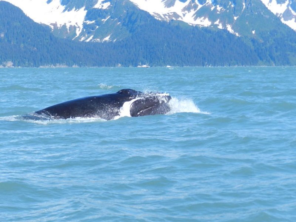 Humpback whale