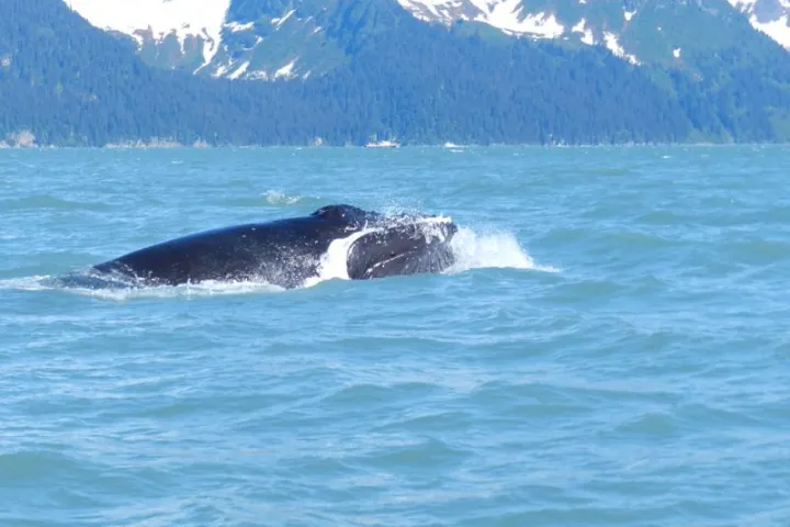 Humpback whale