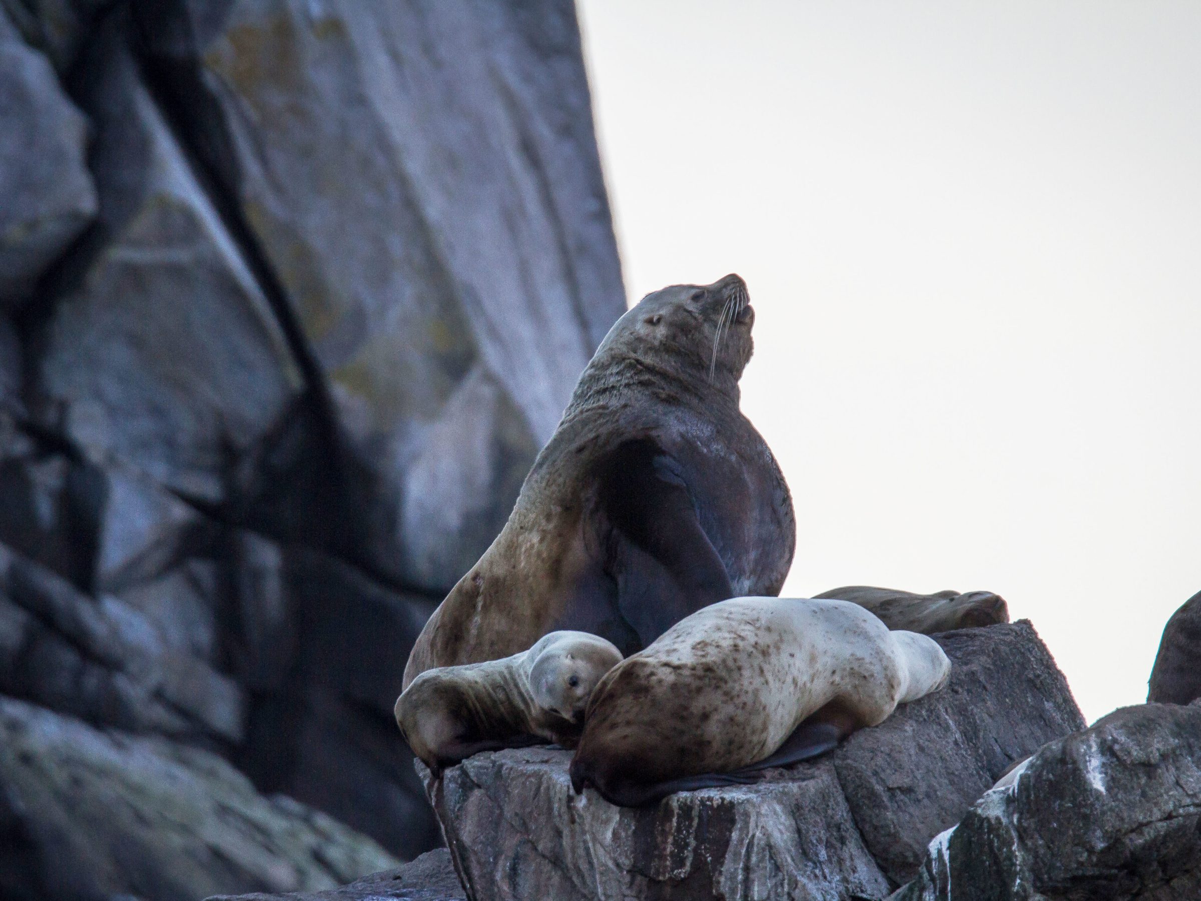 Seals at Kayakers Cove